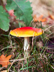 mushrooms in the forest in autumn