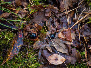autumn leaf in the forest