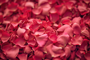 Rose Petals in Heart Shape, Valentine's Delight
