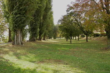 View of a park with very tall trees