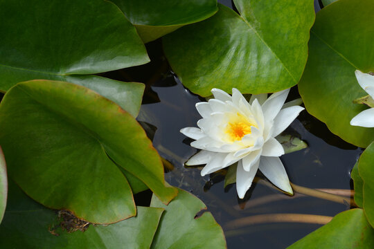 Water Lily Perrys Double White flower and leaves
