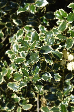 Silver-marginated Holly leaves