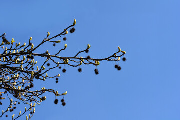 American sweetgum branch with seeds and buds