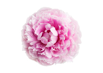 Fresh delicate peony flower pink color isolated on white background. Close-up. For design. Nature