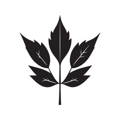 Maple Leaf Illustration