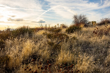 Views of the desert landscape hiking in the northern Mojave Desert area of the San Bernardino National Forest