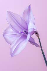 Purple daffodil flower soft elegant vertical background, card template