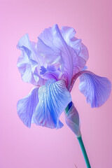 Purple iris flower soft elegant vertical background, card template