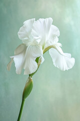 White iris flower soft elegant vertical background, card template