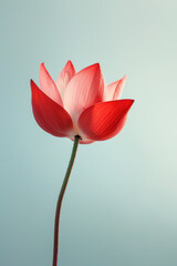 Red lotus flower soft elegant vertical background, card template