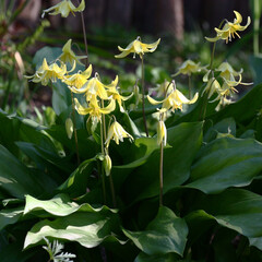 Spring morning. The erythronium with yellow flowers and fresh green leaves is distinguished from other plants in a flower bed.