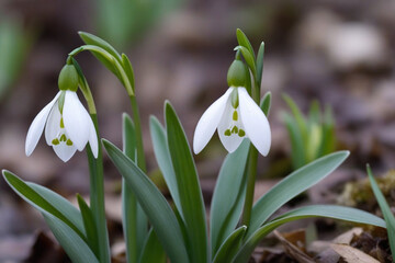 Beautiful first flowers snowdrops in spring forest. Tender spring flowers snowdrops harbingers of warming symbolize the arrival of spring. Scenic view of the spring forest with blooming flowers
