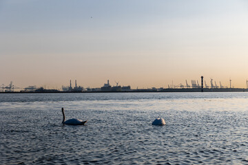 White swans swim in the sea, ocean. In the background are ships and seaport. Beautiful waves are lit in the evening sun. North Sea. Netherlands. - 713387110