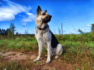 Big dog German Shepherd in field with green and yellow grass in summer or autumn season. Russian eastern European dog veo walk on nature