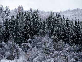 Spruce forest covered with white snow Misty winter Carpathian Mountains view landscape. Snowy pine fir trees with fog in the Carpathians. Scenic wood landscape Village in Transcarpathia Ukraine Europe - obrazy, fototapety, plakaty