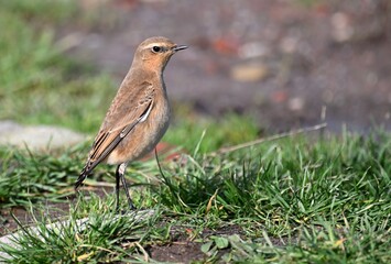 Steinschmätzer (Oenanthe oenanthe) im Schlichtkleid
