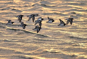 Sieinwälzer (Arenaria interpres), Gruppe im Flug