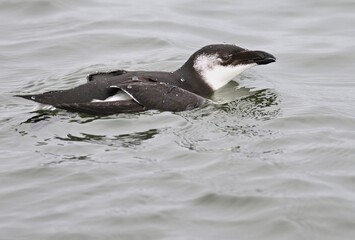 Tordalk (Alca torda) schwimmt im Meer