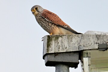 Turmfalke (Falko tinnunculus) auf dem Ansitz