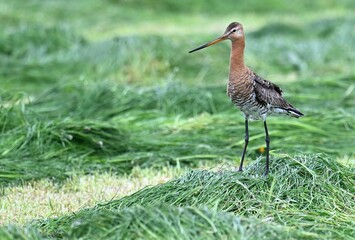 Uferschnepfe (Limosa limosa) im Grasland