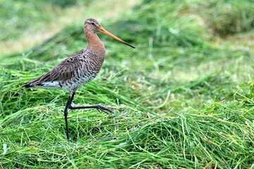 Uferschnepfe (Limosa limosa) auf gemähter Wiese