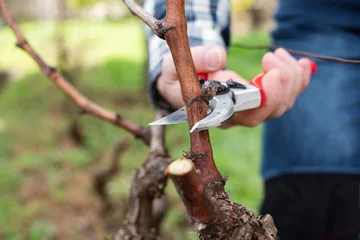 Rolgordijnen Vine grower pruning the vineyard with professional steel scissors. Traditional agriculture. Winter pruning.  © francescomou