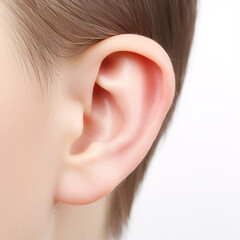 ear isolated on a white background