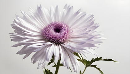 The symbolism of the aster flowers