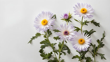 Fototapeta premium The Symbolism of the Aster Flowers