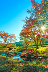 朝日を浴びる曾木公園の紅葉