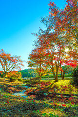 朝日を浴びる曾木公園の紅葉