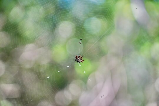 Spiny-backed Orb-weaver
(Gasteracantha cancriformis)