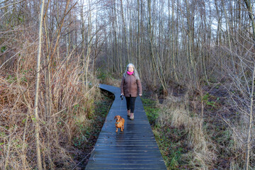 Naklejka na ściany i meble Senior adult woman walking with her dachshund on wooden path in muddy terrain between wild vegetation and bare trees, Thor Park - Hoge Kempen National Park, cloudy day in Genk, Belgium