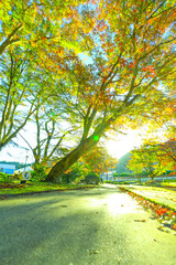 朝日を浴びる曾木公園の紅葉