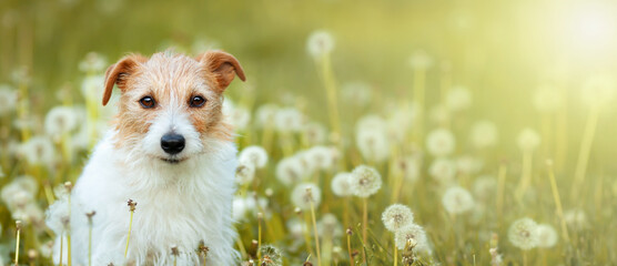 Happy funny healthy dog in a dandelion blowball flower herb field in spring. Walking with puppy banner or background.