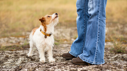 Cute dog puppy looking at her trainer owner. Walking with pet and obedience training.