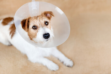Face of a healthy cute recovering dog as wearing funnel collar. Protection after castration surgery.