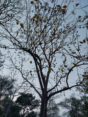 Nature photography, natural scenic view of trees against blue sky background, scenery wallpaper