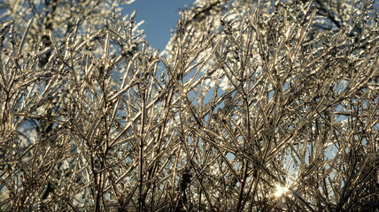 Fototapeta premium A close-up view of grass or plants covered in ice, giving them a crystalline appearance. The icy covering on the plants reflects light, illuminating the scene with a golden hue