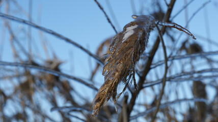 Obraz premium A close-up view of grass or plants covered in ice, giving them a crystalline appearance. The icy covering on the plants reflects light, illuminating the scene with a golden hue