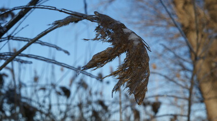 Fototapeta premium A close-up view of grass or plants covered in ice, giving them a crystalline appearance. The icy covering on the plants reflects light, illuminating the scene with a golden hue