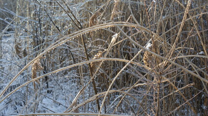 A close-up view of grass or plants covered in ice, giving them a crystalline appearance. The icy covering on the plants reflects light, illuminating the scene with a golden hue