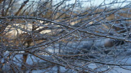 The intricate details of tree branches covered in ice. The branches appear wet or glossy, likely due to melting ice.