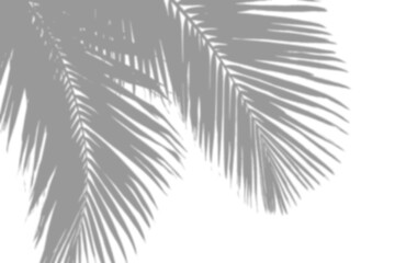 Strong palm leaf shadows with dynamic contrast, ideal for creative and bold design backdrops