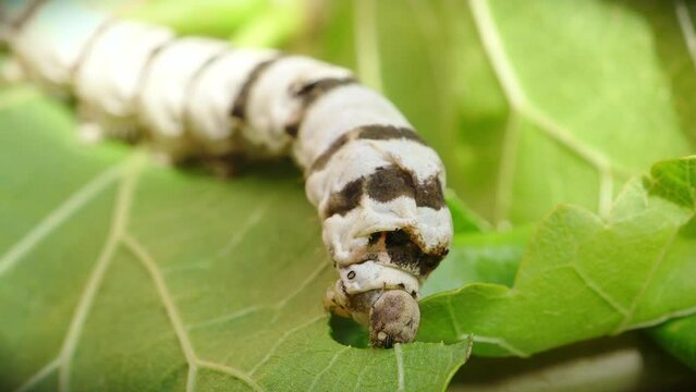 macro close up of a silkworm (Bombyx mori - domestic silk moth) eating a mulberry leaf with blurred background