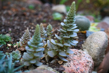 Rojnikowiec mongolski Orostachys mongolei