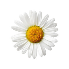 Close-up Blossom of a Common White Daisy Flower, Isolated on Transparent Background, PNG
