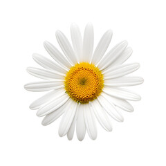 Daisy Blossom White Flower, A Common Close-up, Isolated on Transparent Background, PNG
