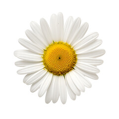 White Flower Blossom of a Common Daisy, Close-up, Isolated on Transparent Background, PNG