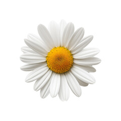 White Daisy Flower Close-up, A Common Blossom, Isolated on Transparent Background, PNG